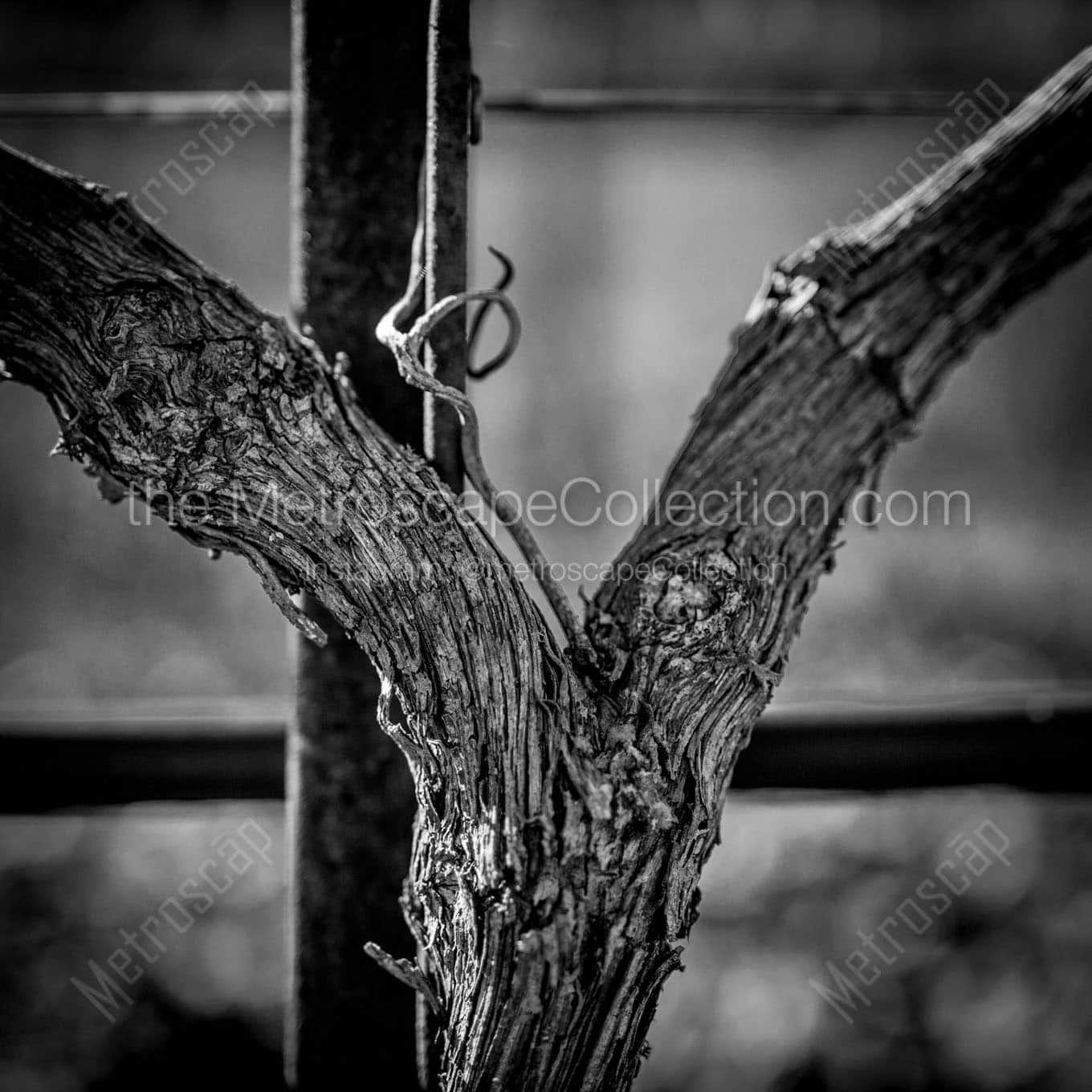 a grapevine trunk close up Black & White Wall Art