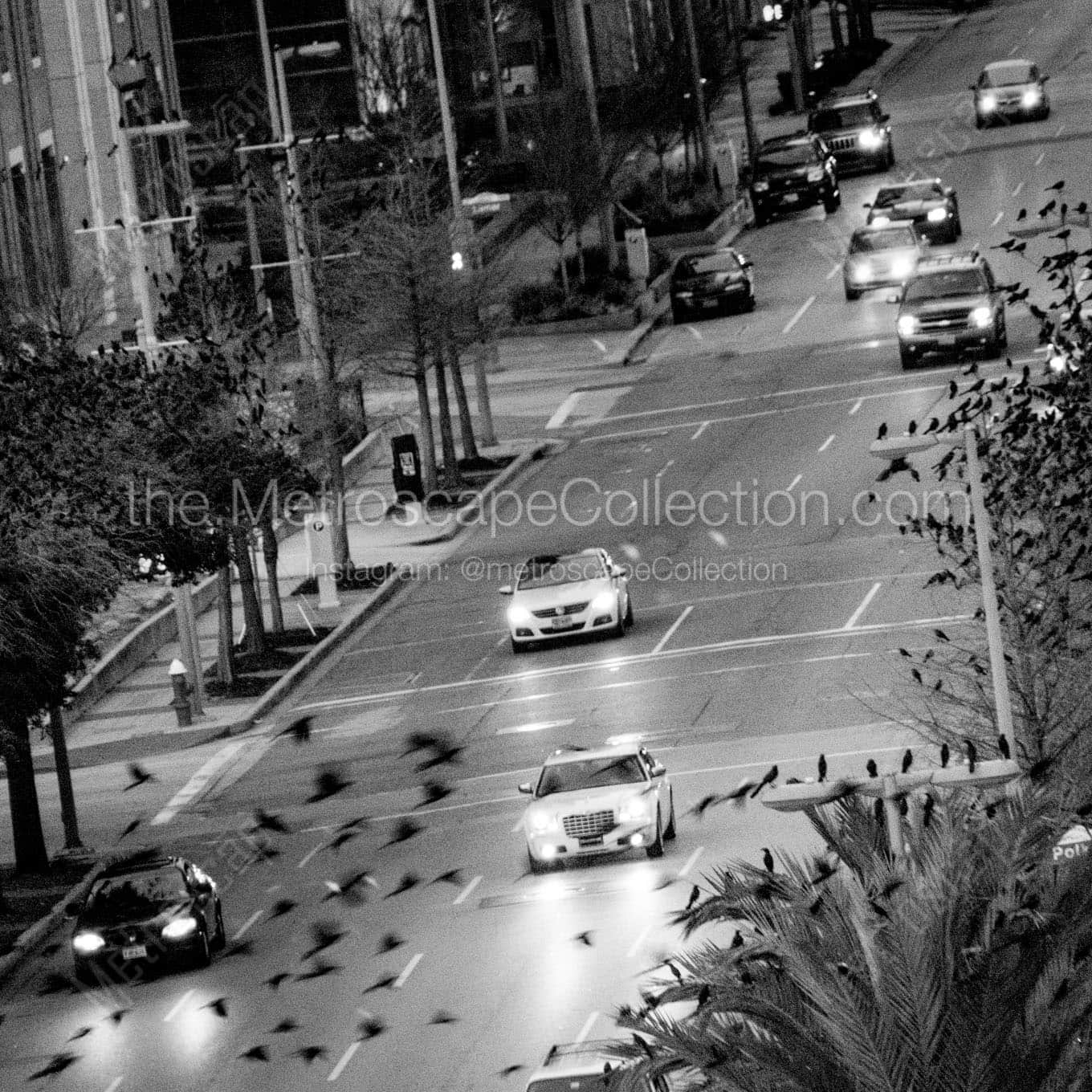 birds fly over la branch street Black & White Wall Art