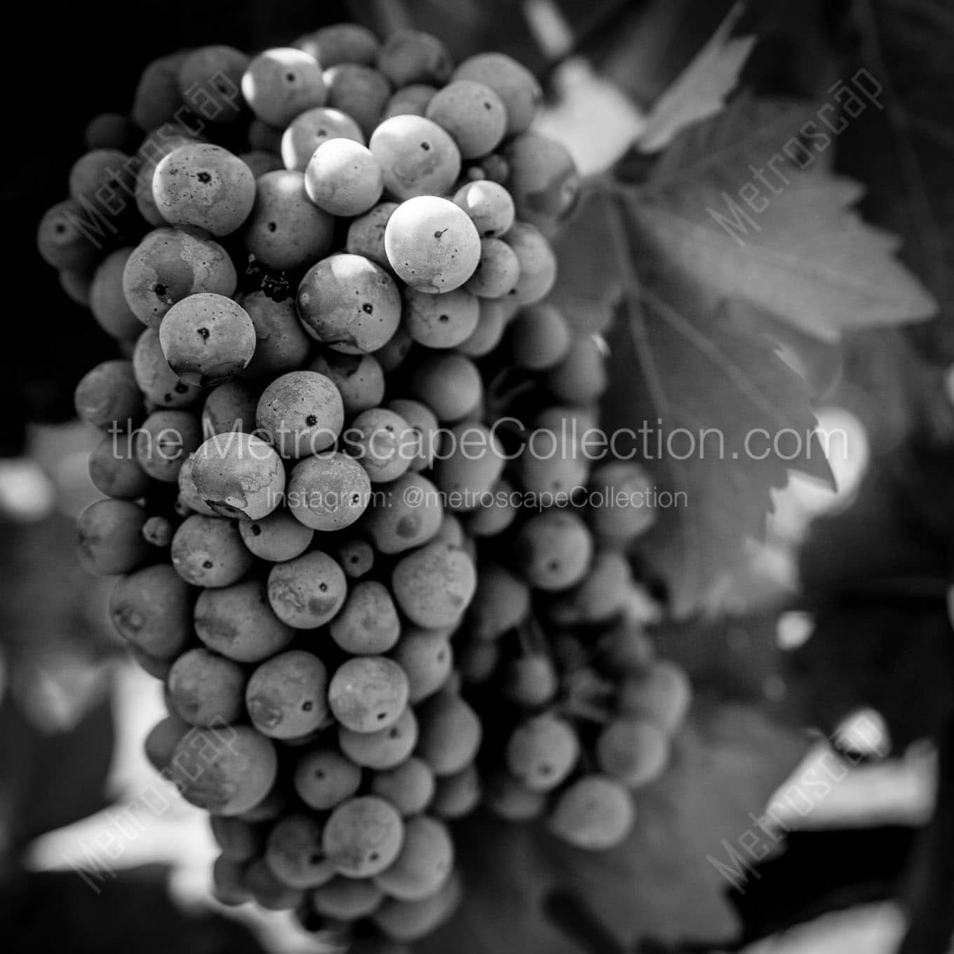 cabernet sauvignon grapes on the vine Black & White Wall Art
