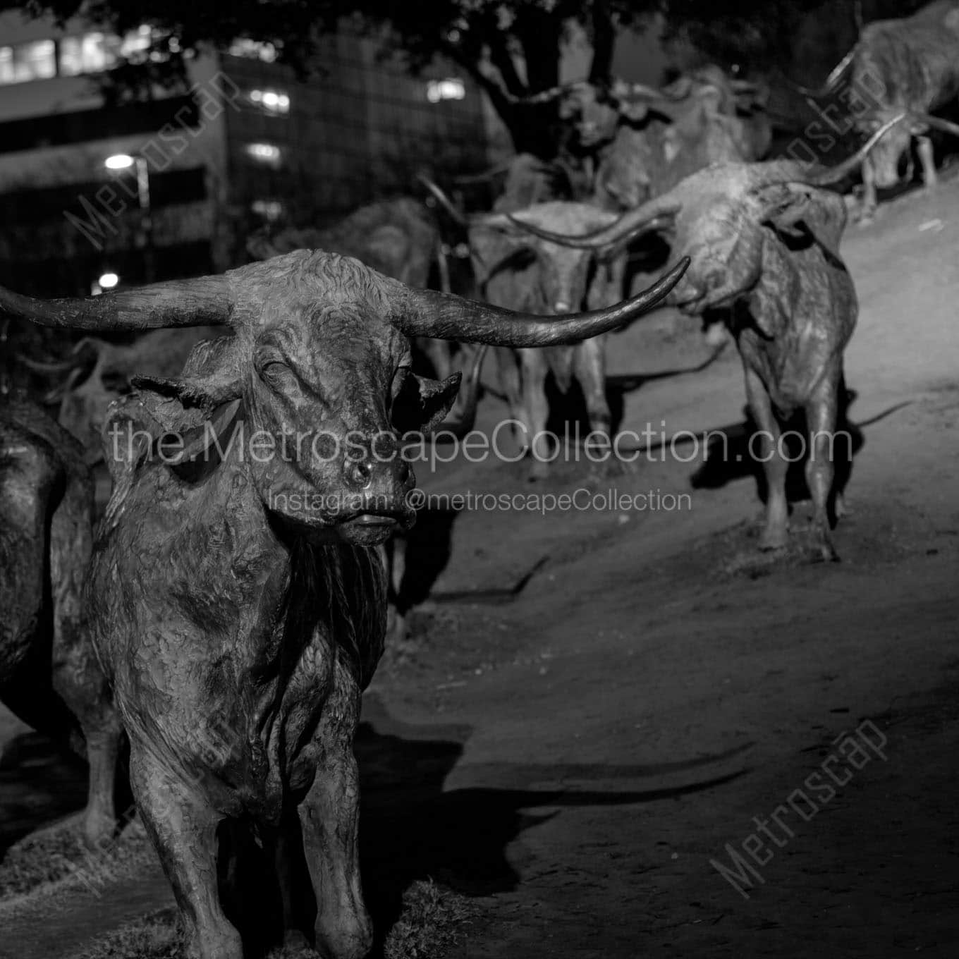 cattle statues pioneer plaza Black & White Wall Art