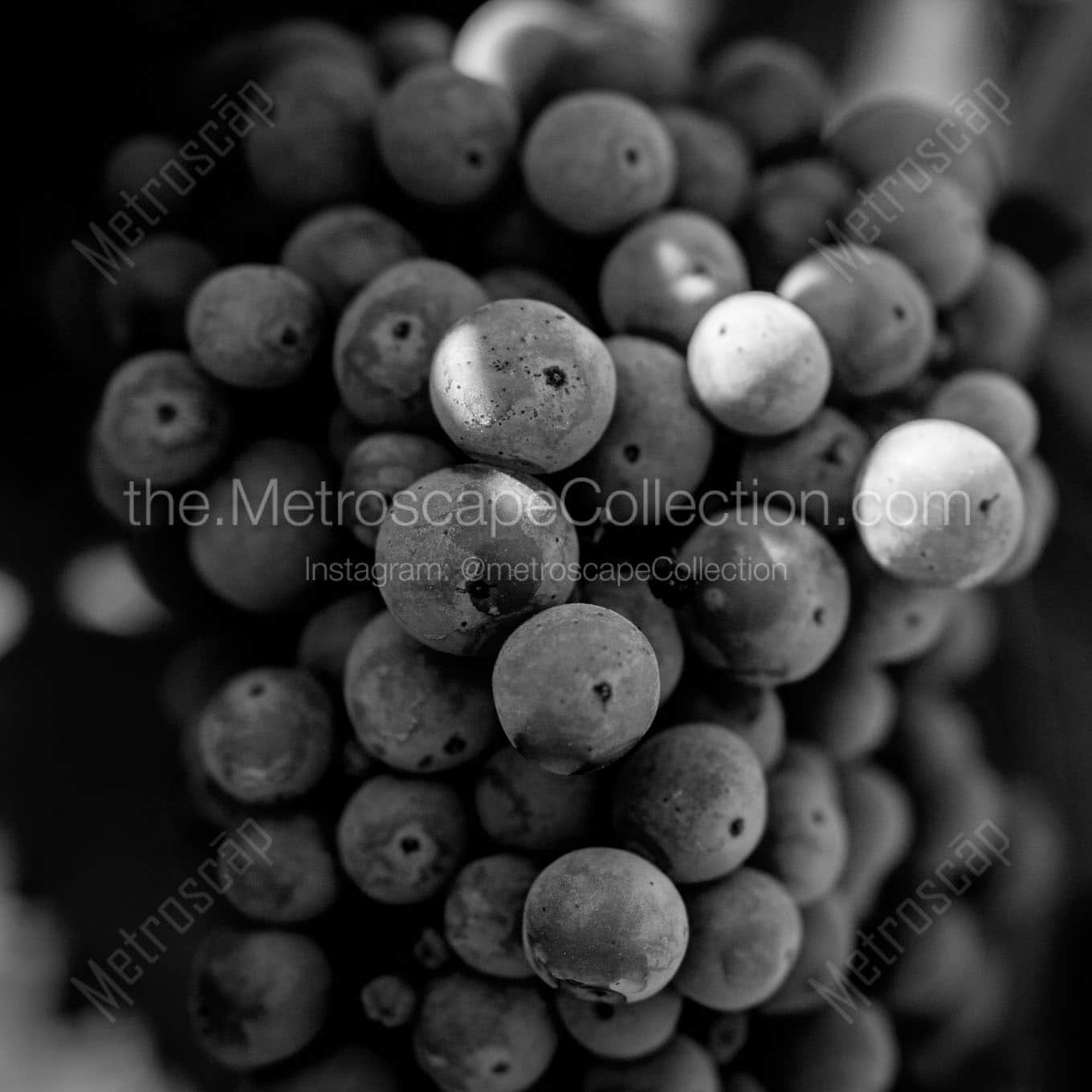 cluster of grapes on the vine Black & White Wall Art