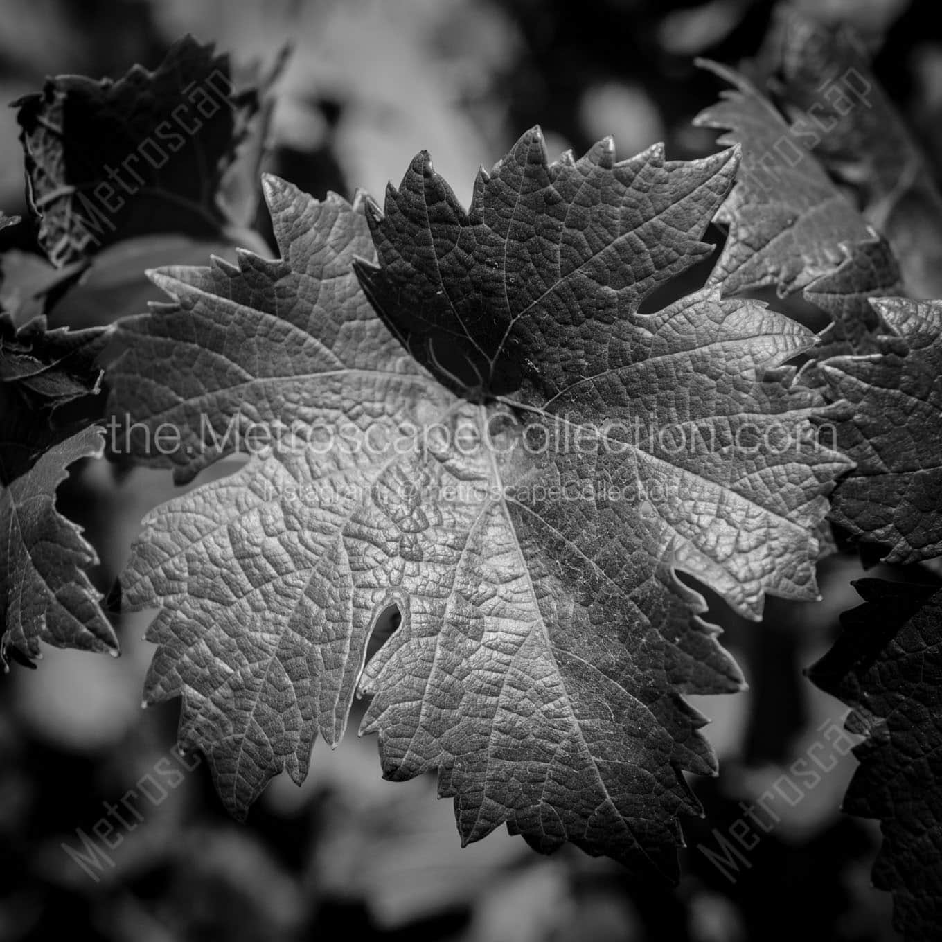 grape leaf Black & White Wall Art
