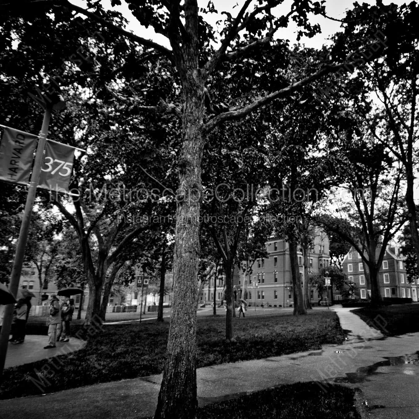 harvard yard Black & White Wall Art