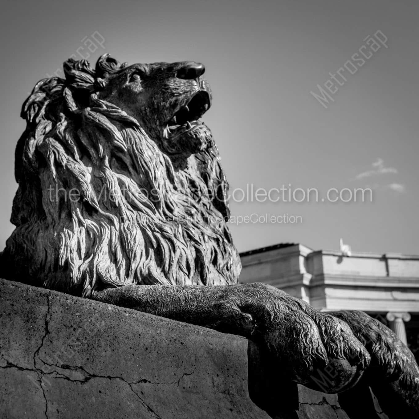 lion in denver civic center park Black & White Wall Art