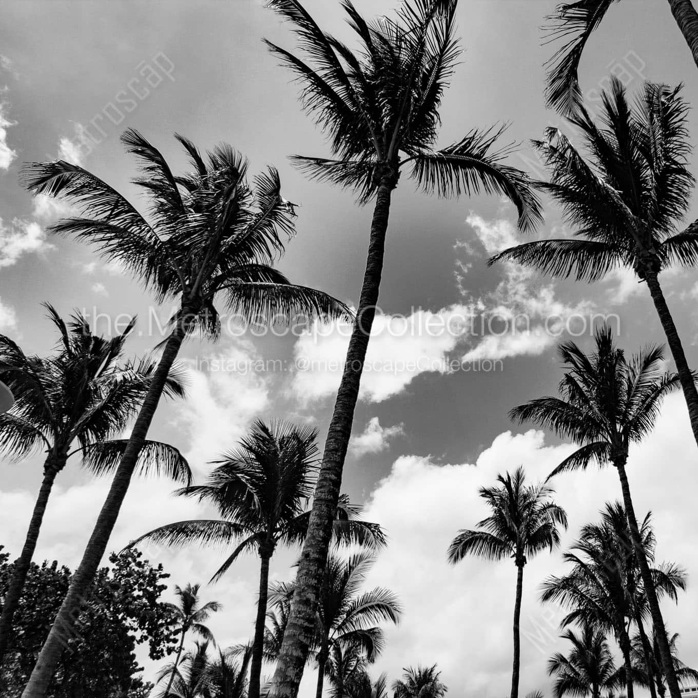 miami beach palm trees Black & White Wall Art