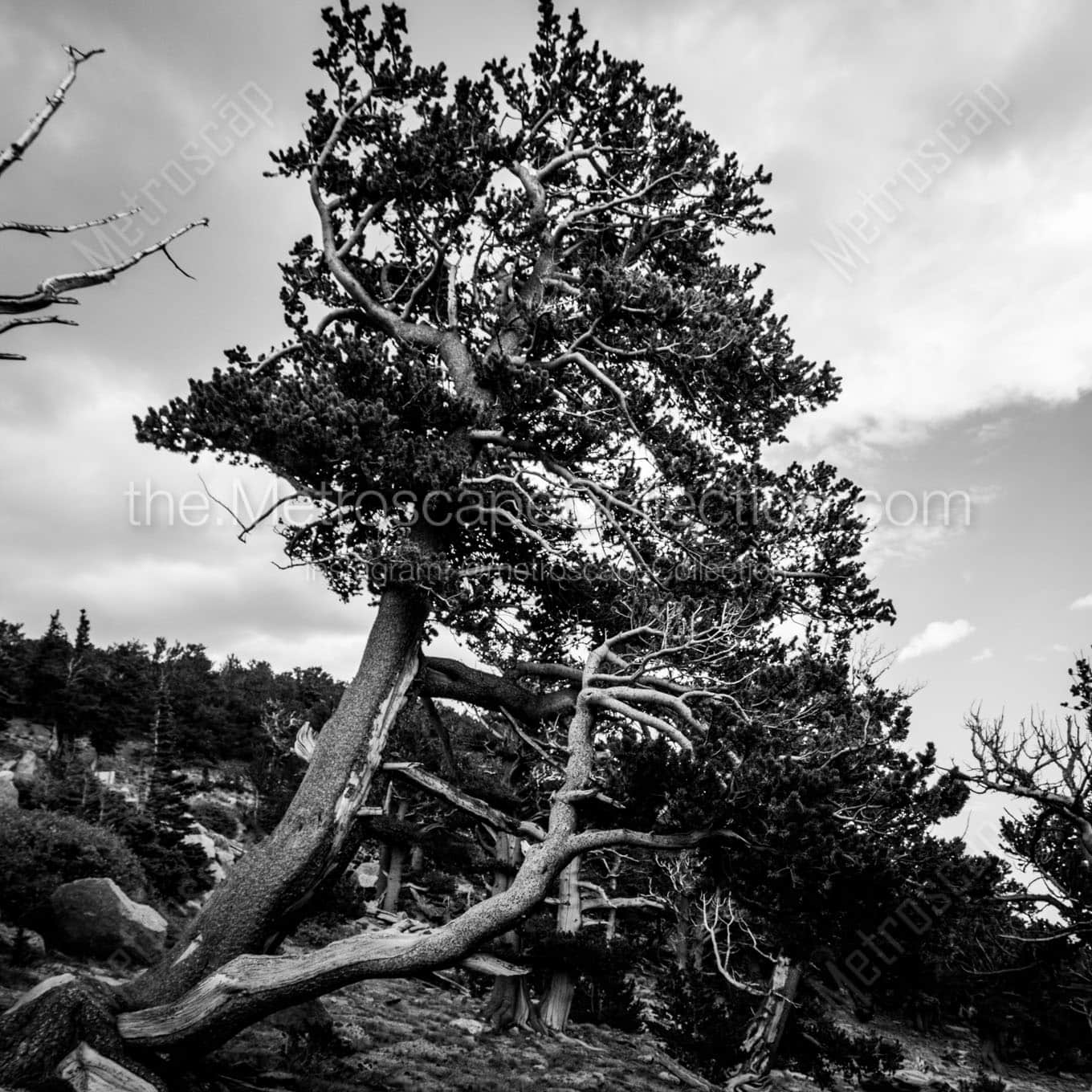 mt evans tree line Black & White Wall Art