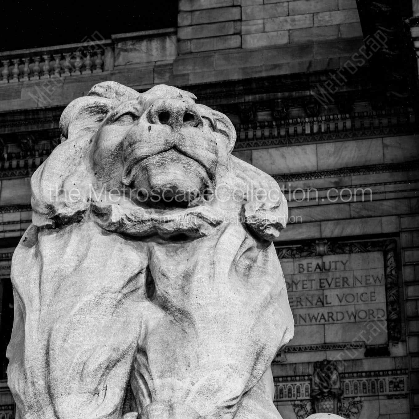 new york public library lion Black & White Wall Art