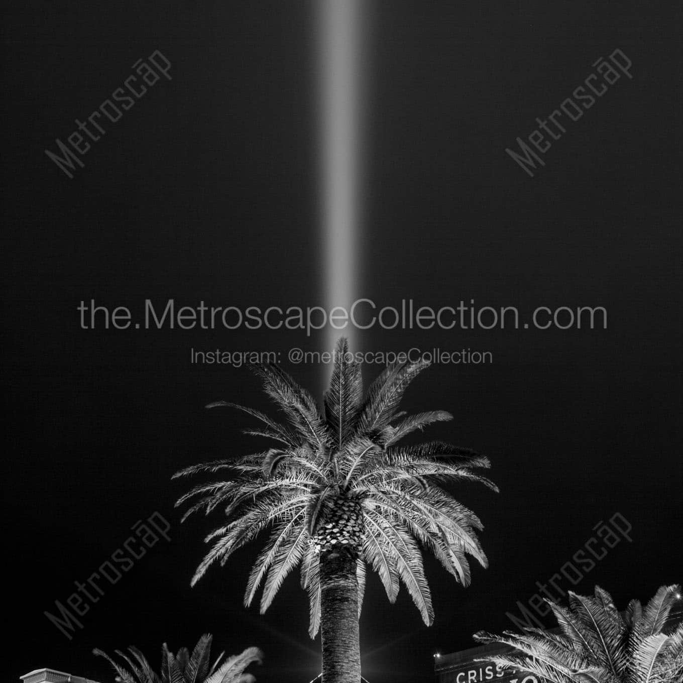 palm tree luxor light beam Black & White Wall Art