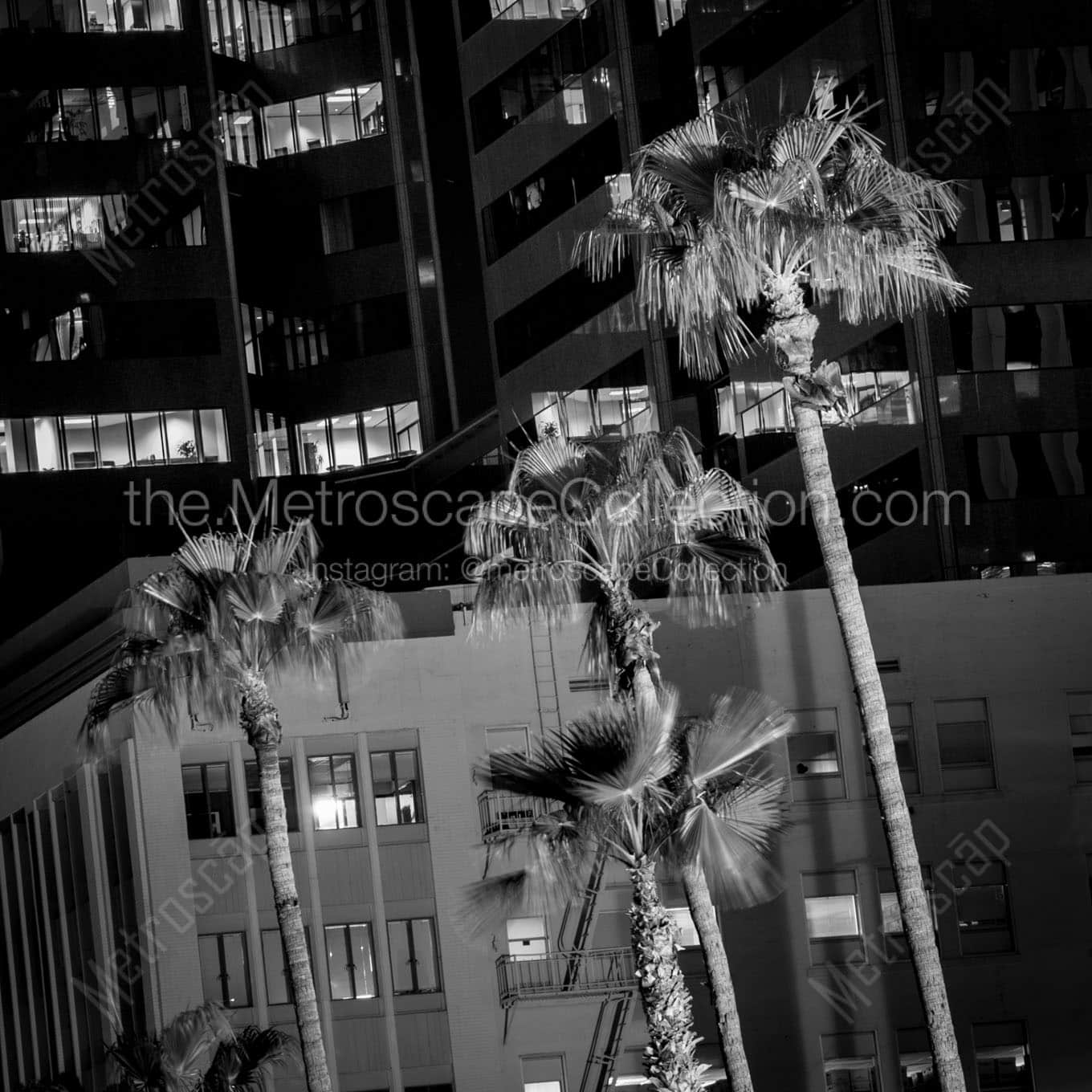 palm trees downtown phoenix Black & White Wall Art