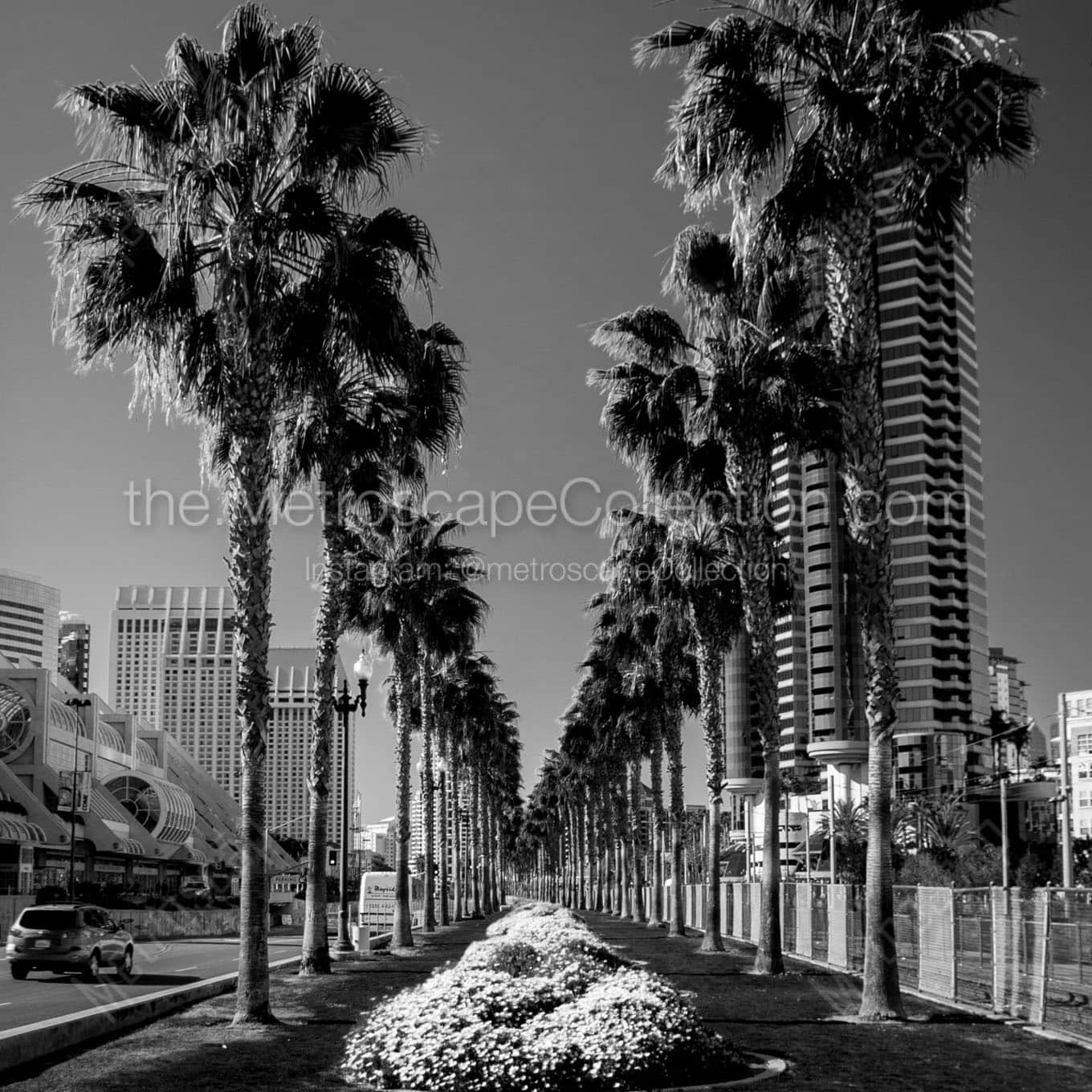 purple flower beds downtown san diego Black & White Wall Art