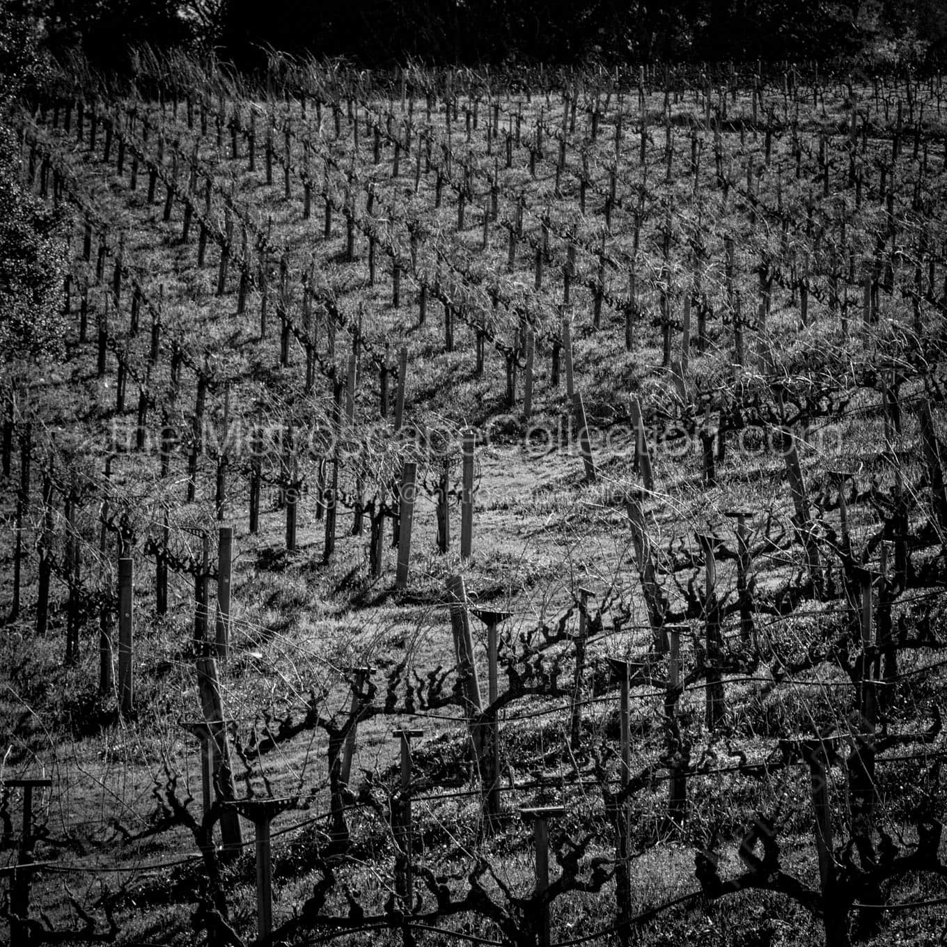 rolling hills of a napa valley vineyard Black & White Wall Art