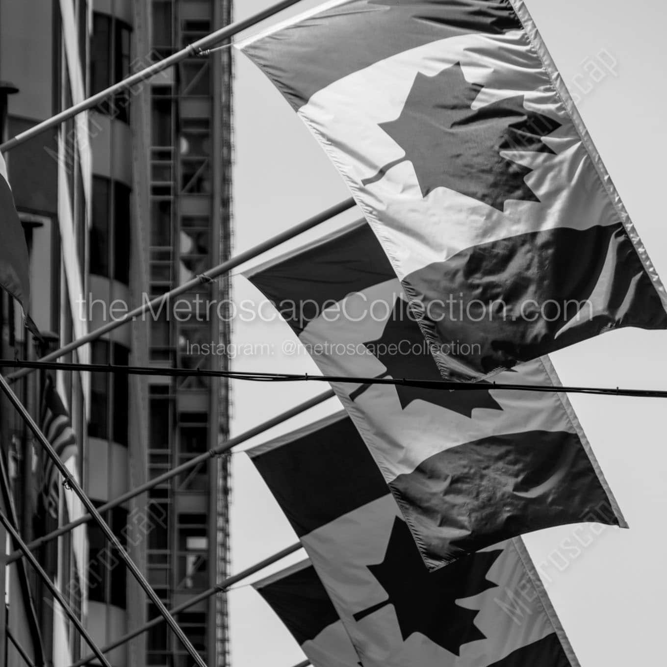 row of canadian flags Black & White Wall Art