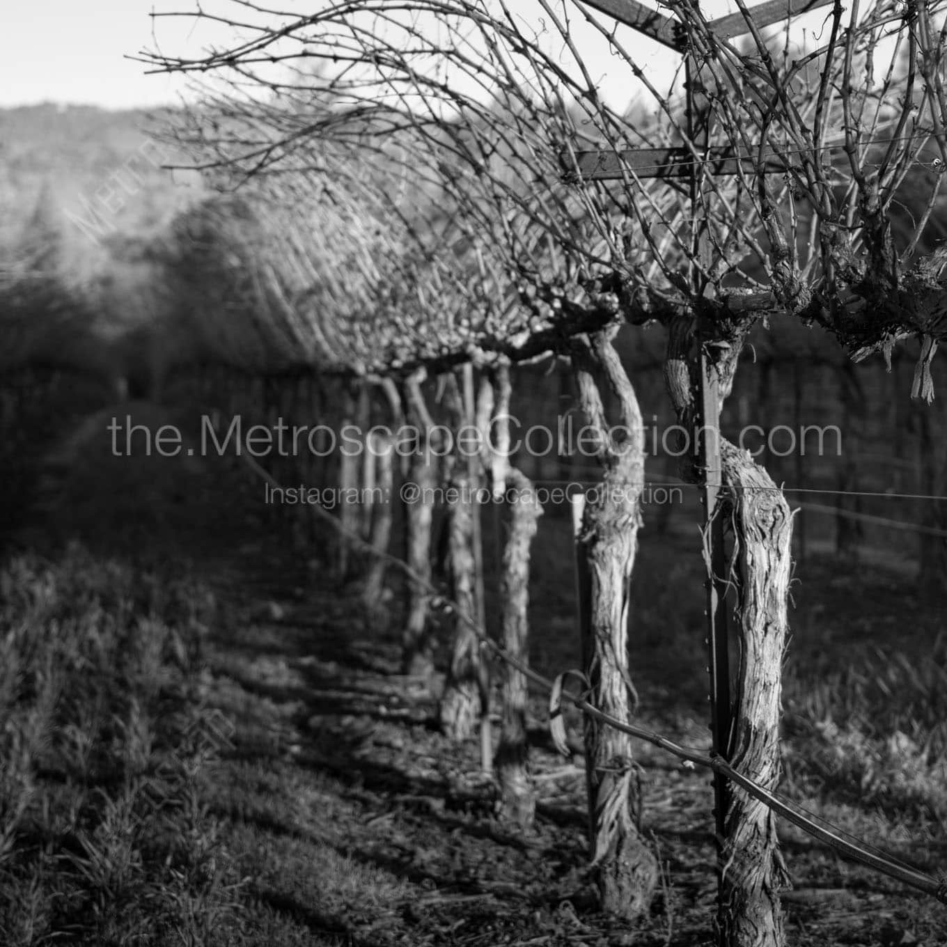 row of grapevines Black & White Wall Art