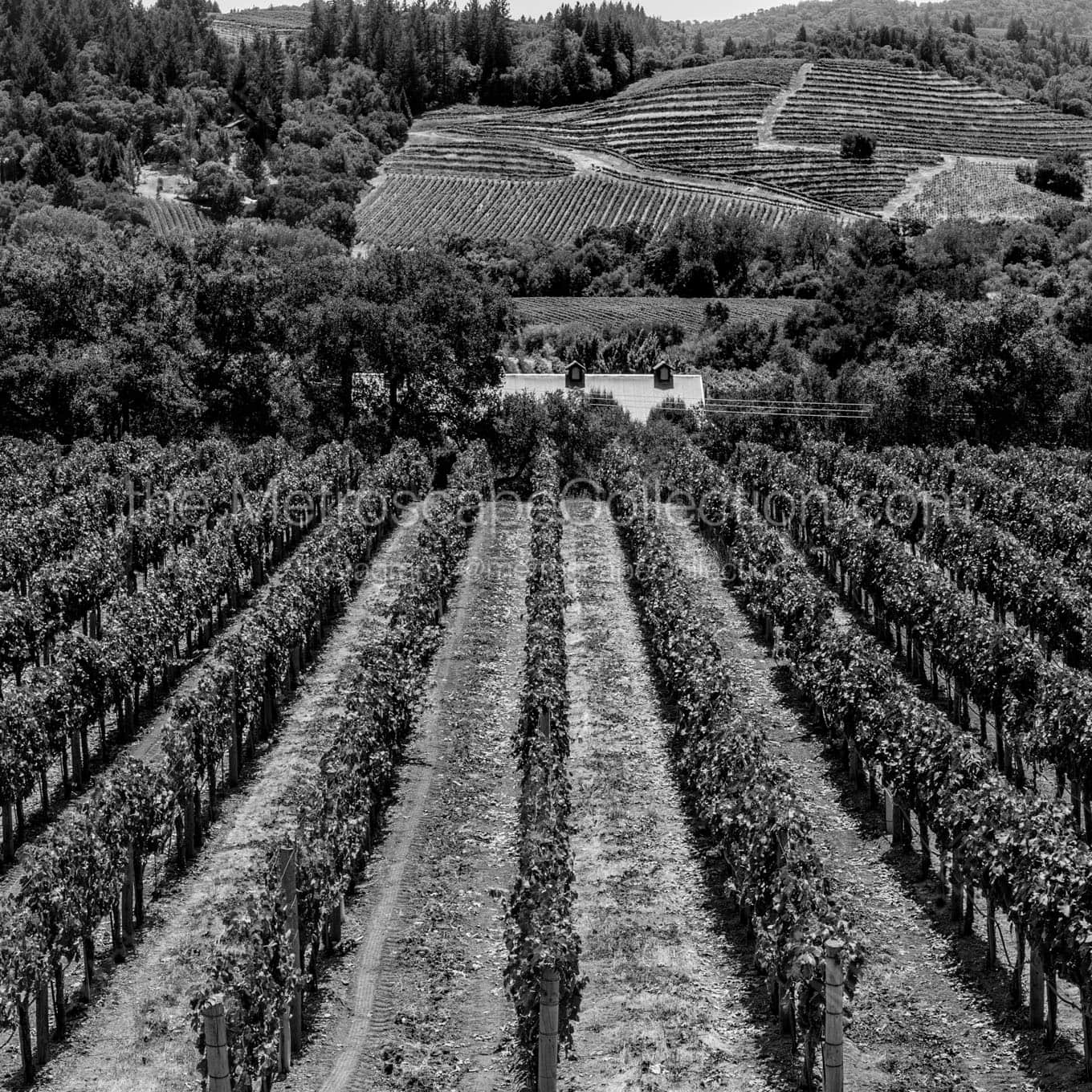 rows of grapevines napa sonoma california Black & White Wall Art