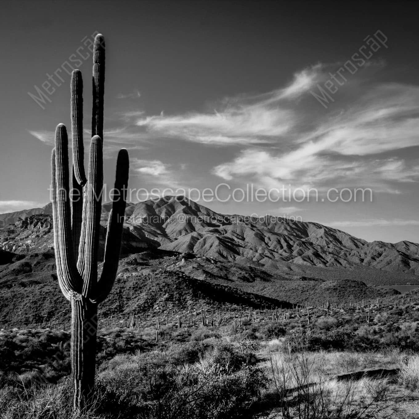 saguaro cactus mazatzal mountains Black & White Wall Art