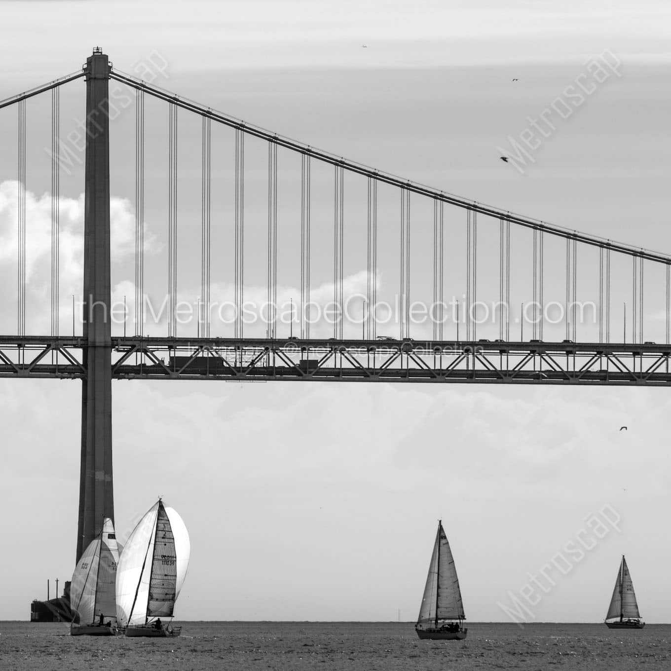 sail boats under sf bay bridge Black & White Wall Art