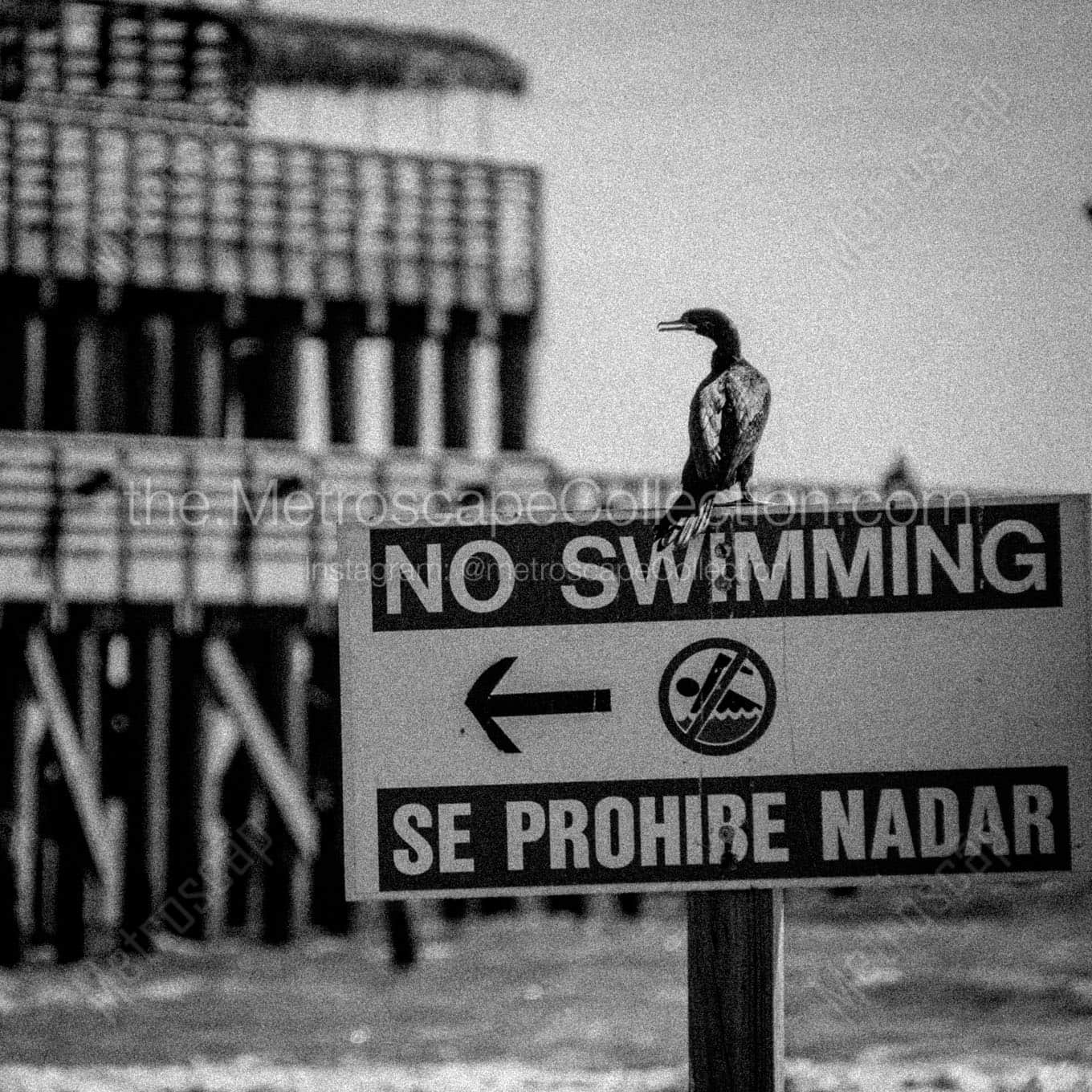 se prohibe nadar Black & White Wall Art