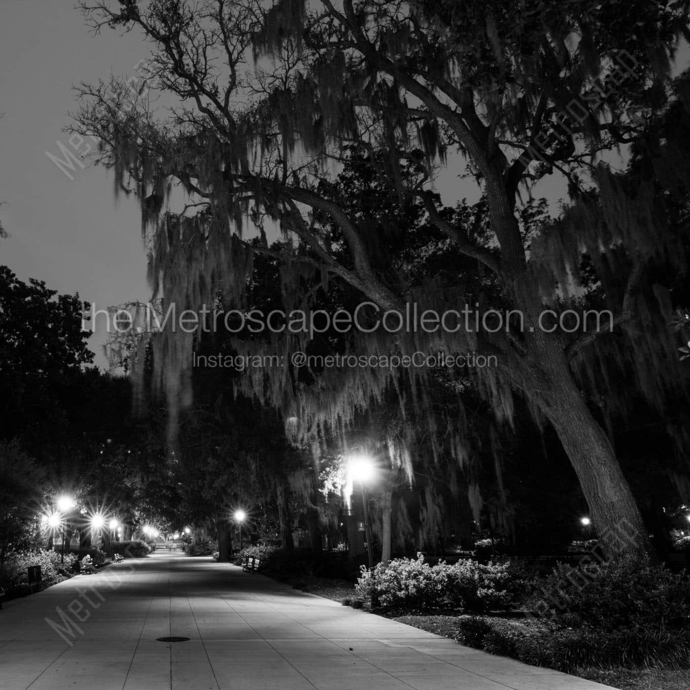 spanish moss on oak trees forsyth park Black & White Wall Art