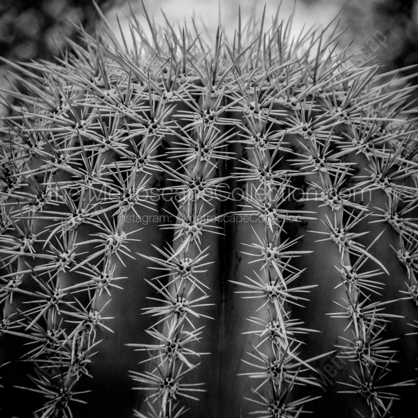 spikes on saguaro cactus Black & White Wall Art
