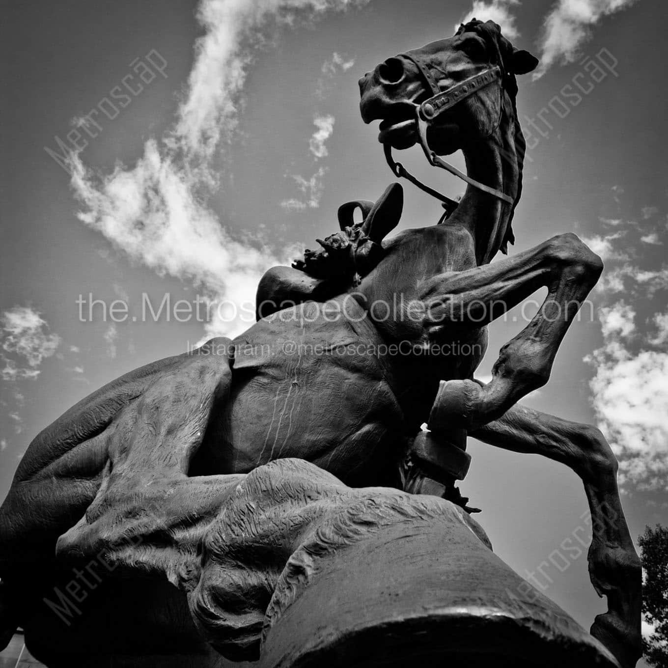 spirit of wyoming horse Black & White Wall Art