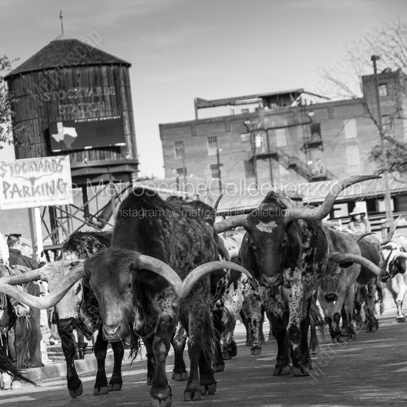 stockyard cattle drive Black & White Wall Art