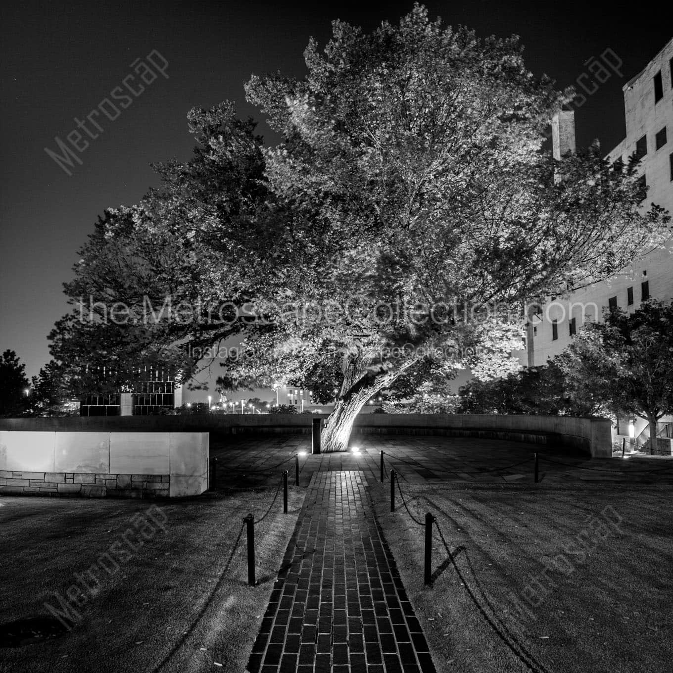 survivor tree okc memorial Black & White Wall Art