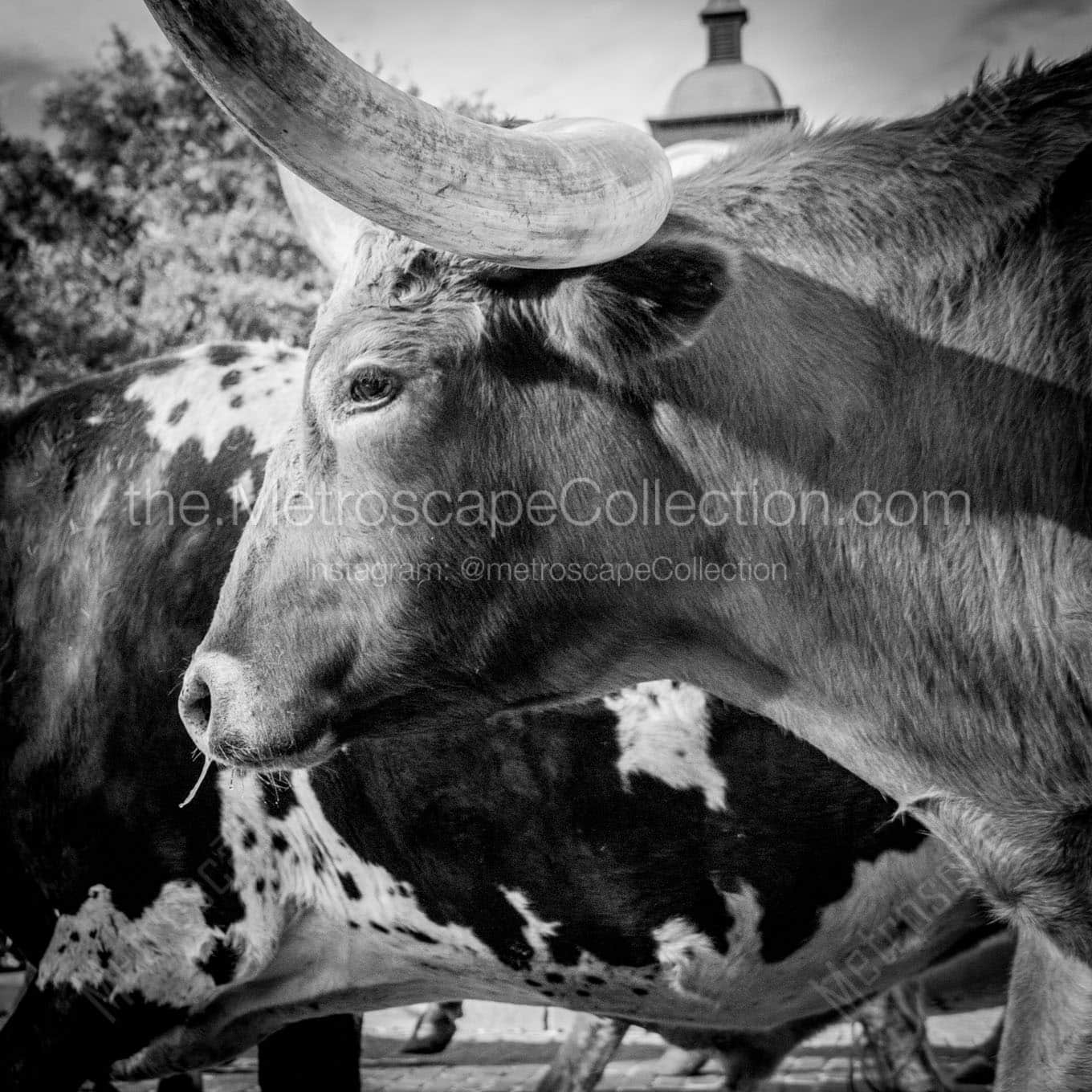 texas longhorn Black & White Wall Art