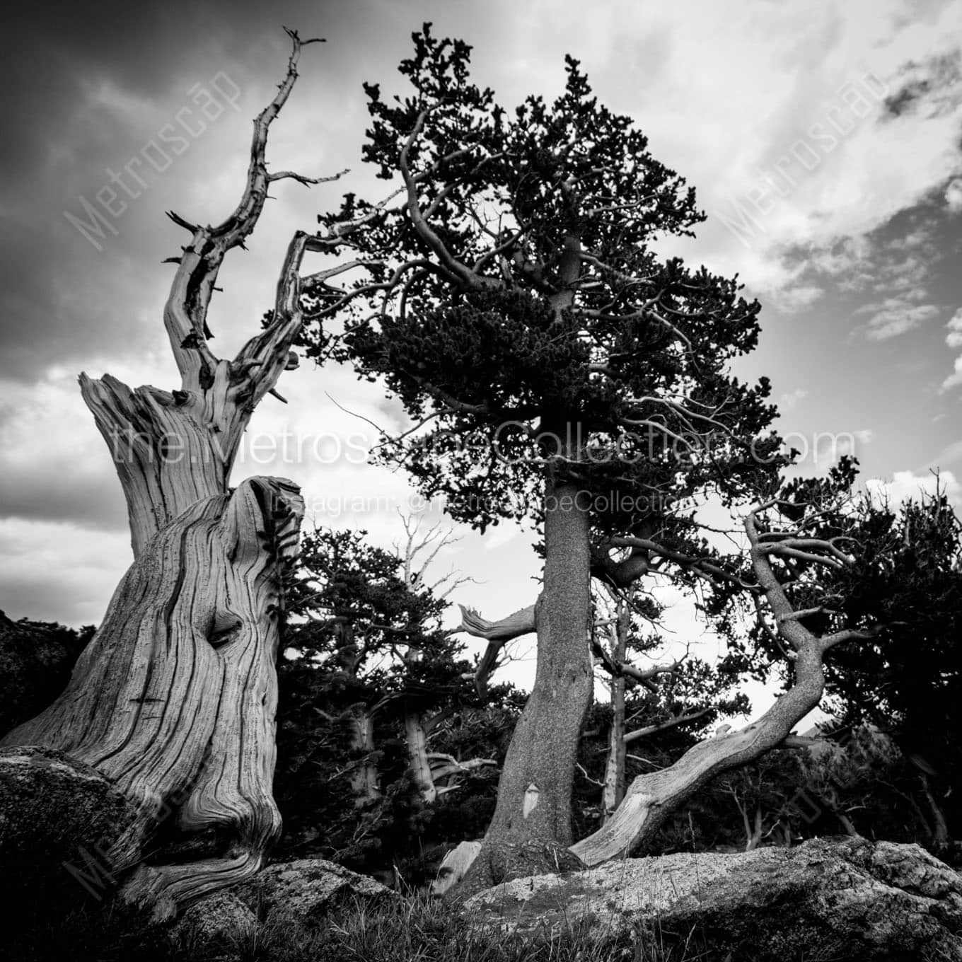 wind blown pine tree Black & White Wall Art