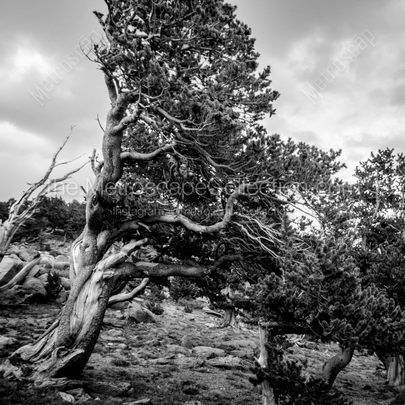 wind swept pine mt evans tree line Black & White Wall Art